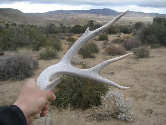 Antlers