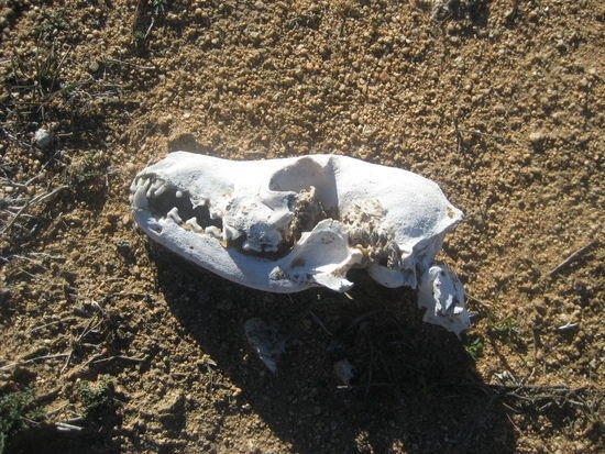 Bones