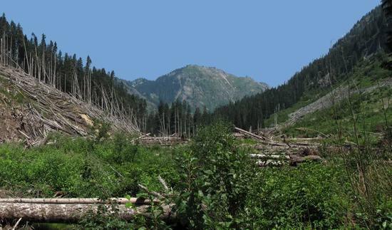 Gold Creek avalanche area photo panorama