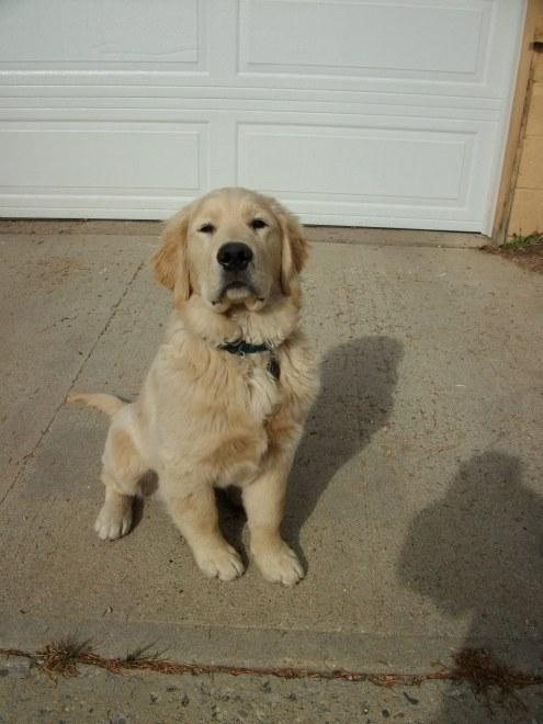 Buddy