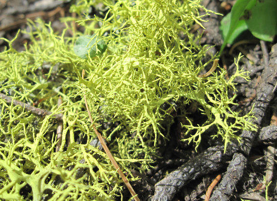 Things Along the Trail 3