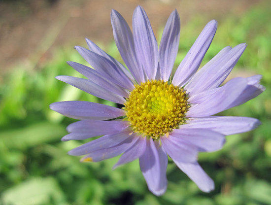 Flowers 1