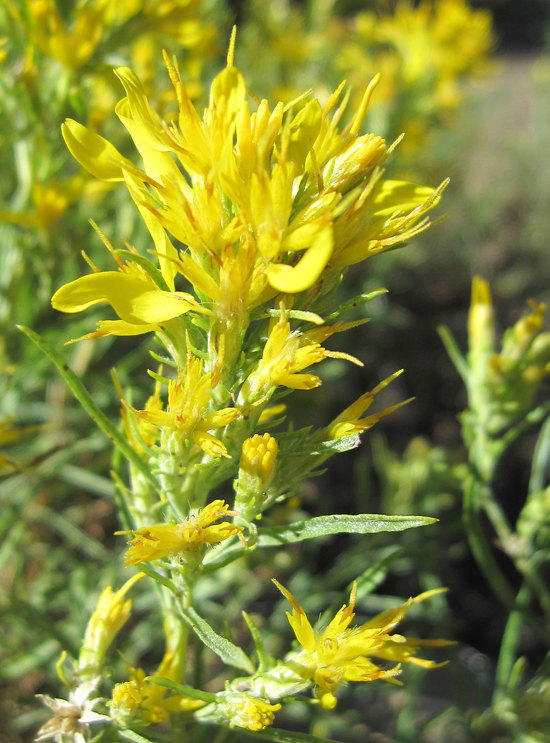 Flowers 5