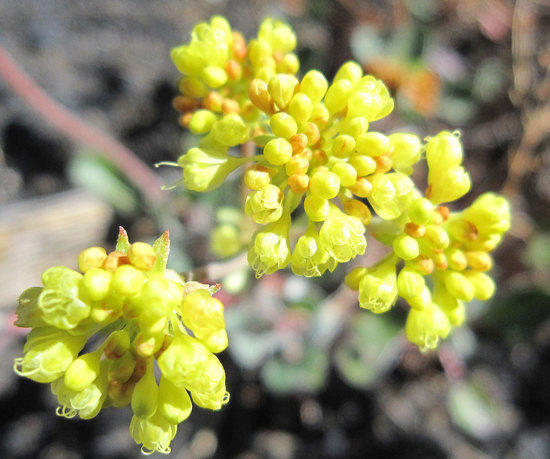 An unexpected cluster of color