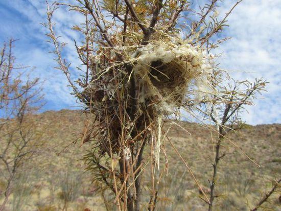 bird nest