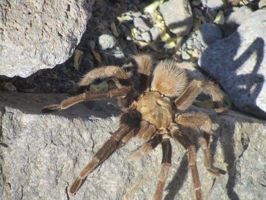 tarantula