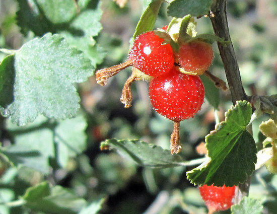 Red Dead Berries?