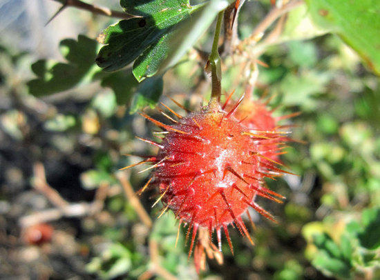 Thorny Berry