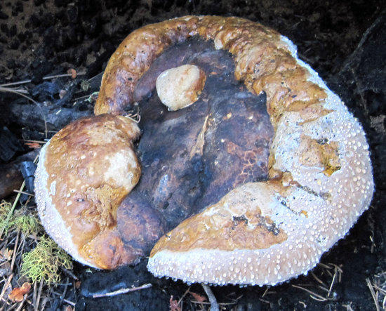 Large Mushroom in a Burnt out and Fallen Log