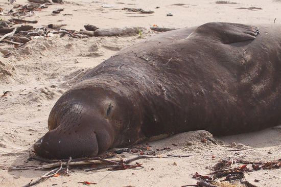 sleeping elephant seal