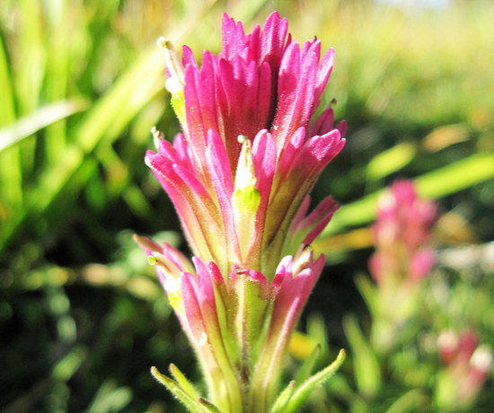 Color in the Meadow