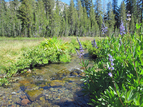 Stream Going By the Picnic Area