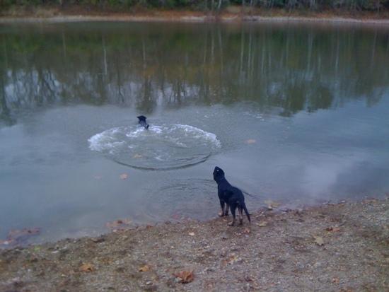 lila the 25' novice jumping dog