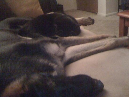 doggy kitty nap