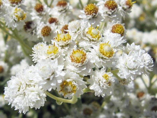 Clusters of White