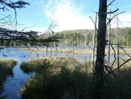 Looking to my right as I headed south down the trail &ndash; Oswegatchie River