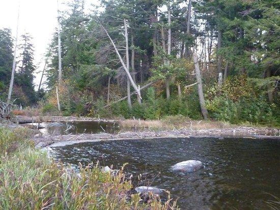 Beaver action around the bend from the lean-to