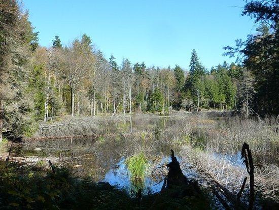 Swamp meets dense forest