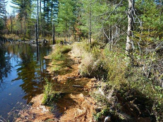 More of the &ldquo;trail&rdquo;