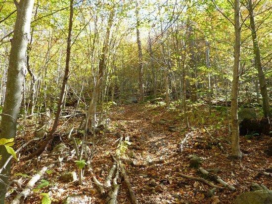 Trail up Cat Mountain