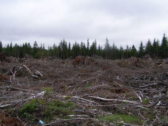 Clear cut