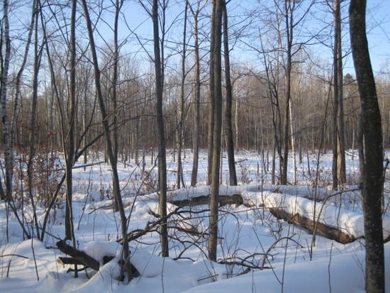 woods