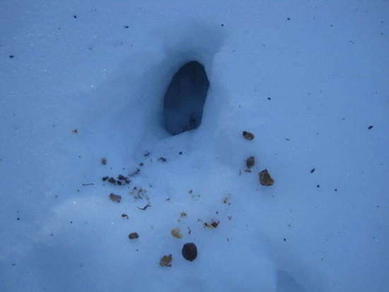 squirrel hole