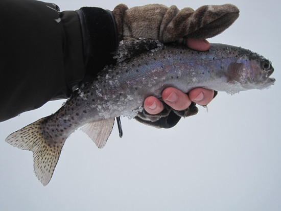 fish