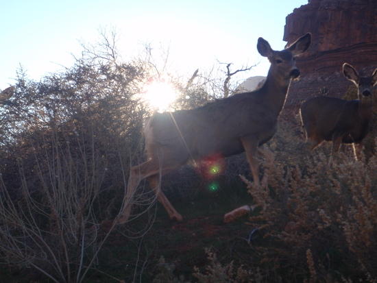 Mule Deer at the park museum