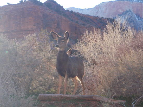 Mule deer - Zion