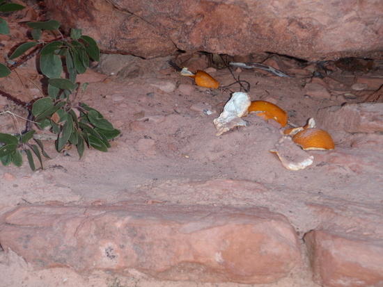 Orange peels (trash) at Scouts Lookout!!