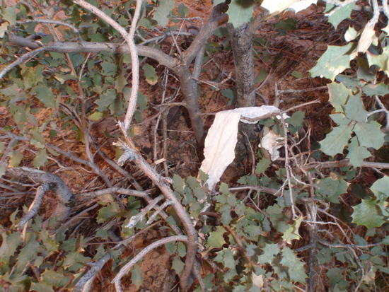 Toilet paper in Manzanita  bush at Scouts Lookout
