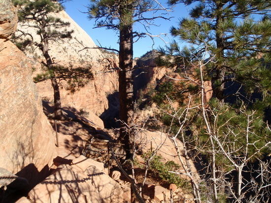 Lots of trees up top
