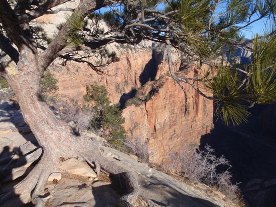 The trail framed with tree