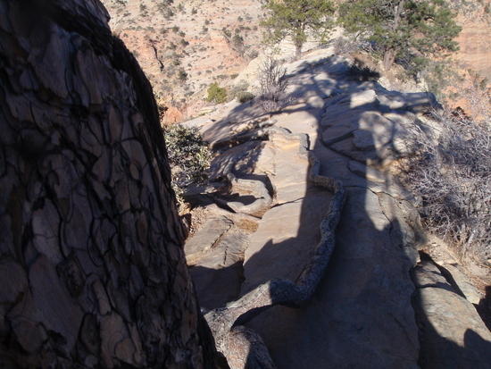 Long root above ground