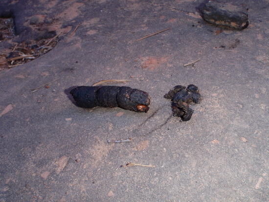 Scat