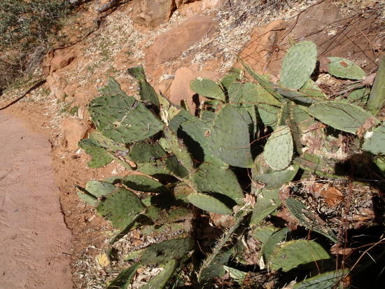 Cactus