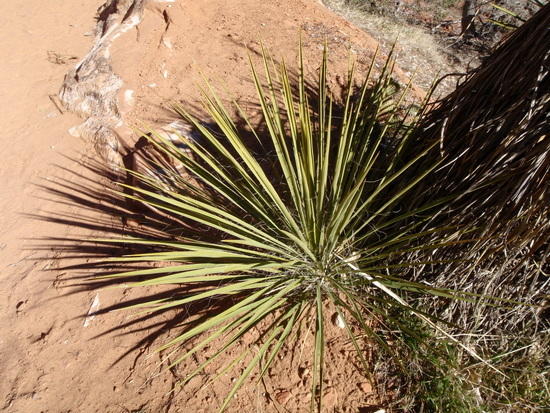Yucca