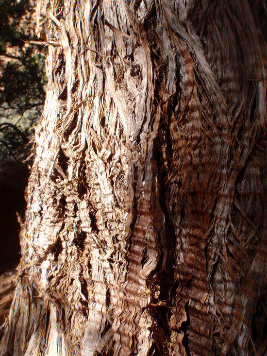 Pinion Tree bark