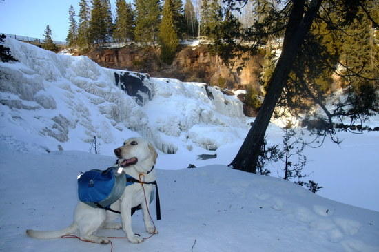 kaya and dog pack