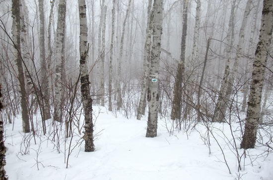 birch in mist