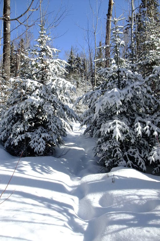 snowy trees