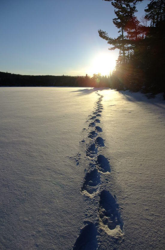 snow shoe tracks