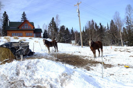 horses