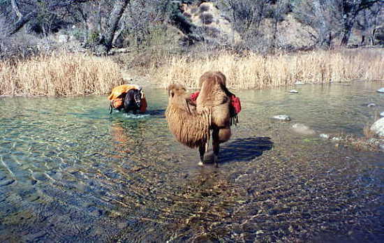 Camel