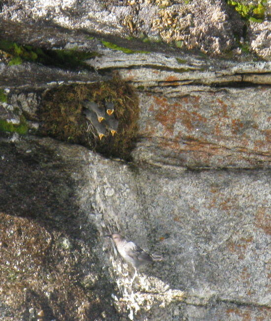 h2o ouzel