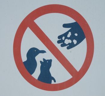 Wildlife feed on you