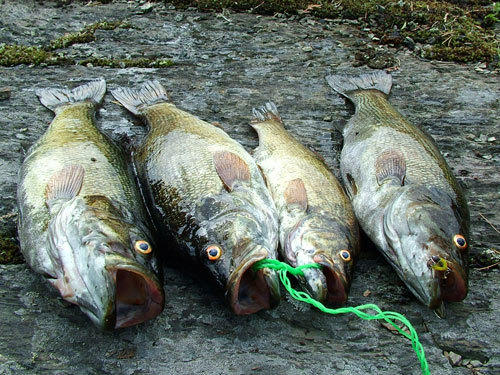 the catch
