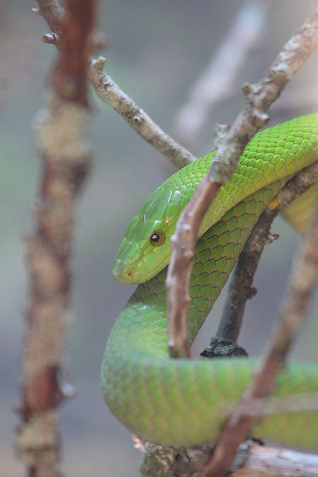 green tree snake