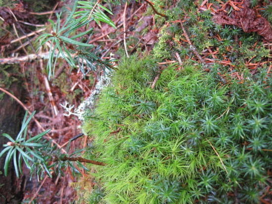 moss